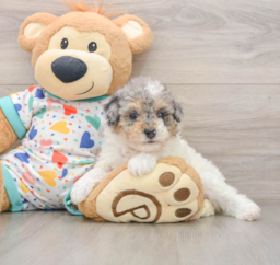 7 week old Poodle Puppy For Sale - Seaside Pups