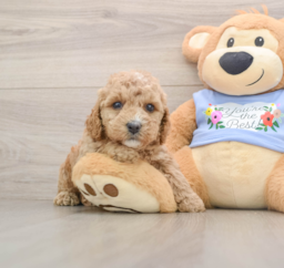 6 week old Poodle Puppy For Sale - Seaside Pups