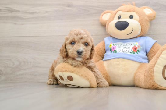 Best Poodle Baby