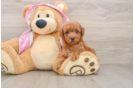 Playful Poodle Purebred Pup