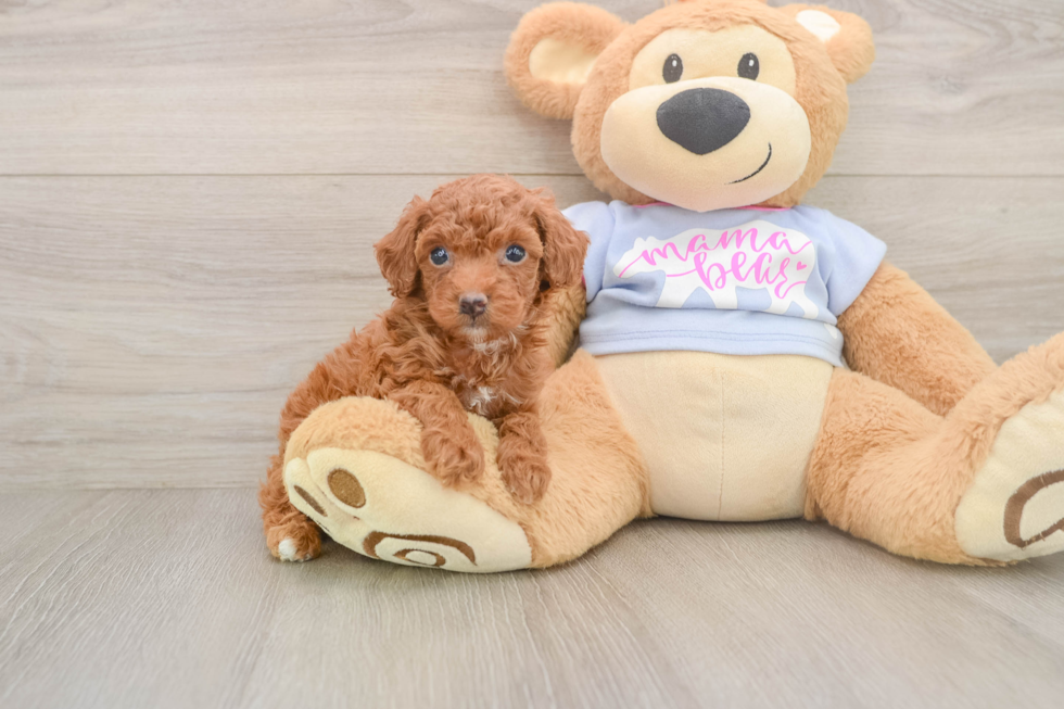 Akc Registered Poodle Purebred Pup