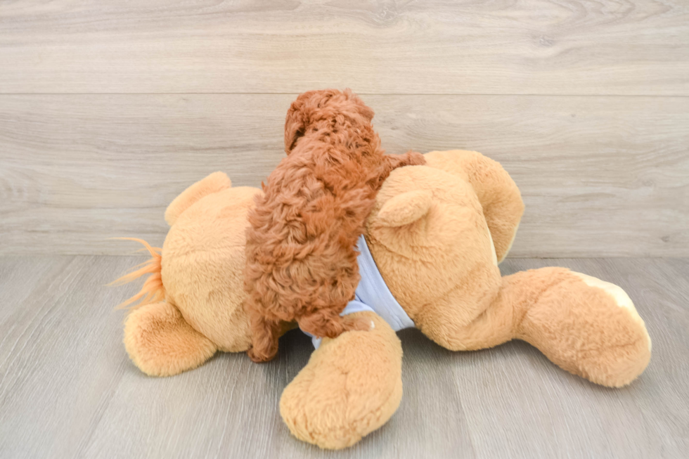 Smart Toy Poodle Purebred Puppy