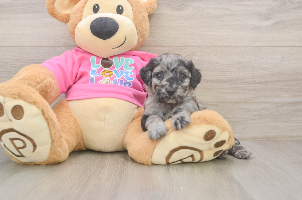 5 week old Poodle Puppy For Sale - Seaside Pups