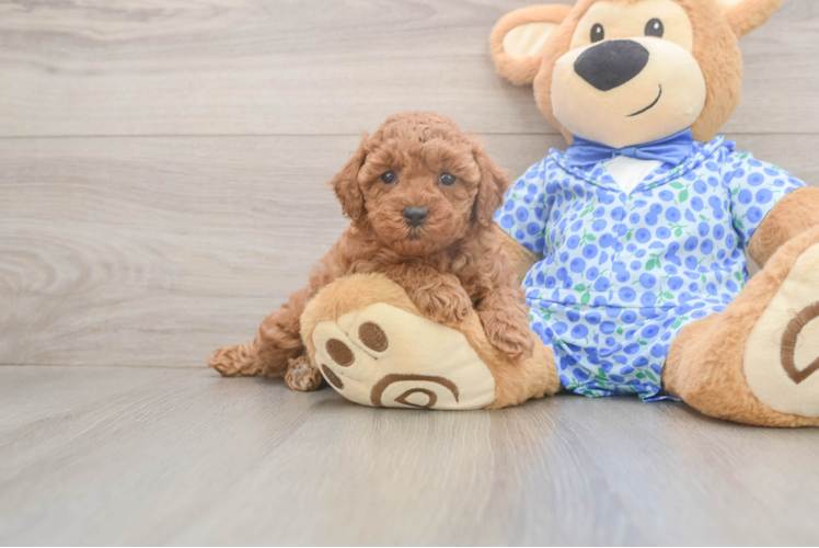 Poodle Puppy for Adoption