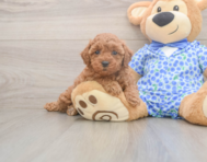 7 week old Poodle Puppy For Sale - Seaside Pups