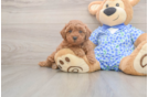 Poodle Puppy for Adoption