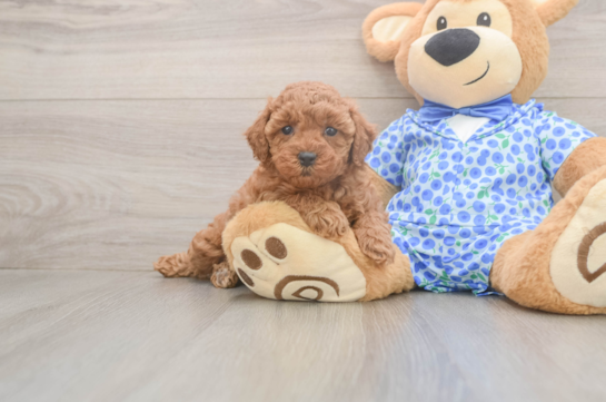 Poodle Puppy for Adoption