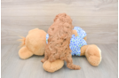 Poodle Puppy for Adoption