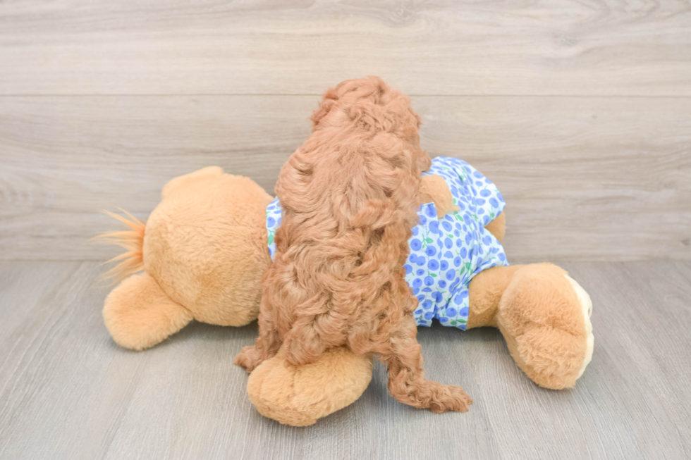 Poodle Puppy for Adoption
