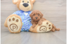 Akc Registered Poodle Baby