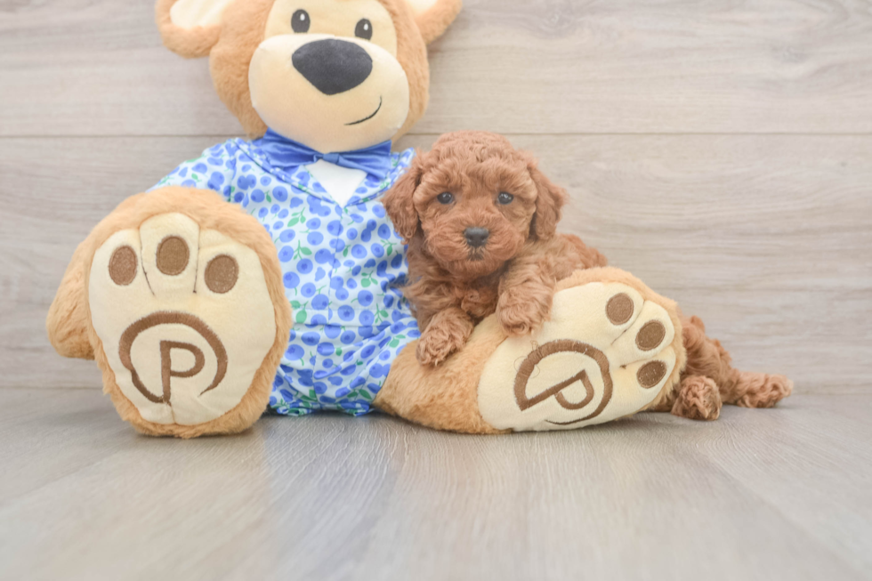 Akc Registered Poodle Baby