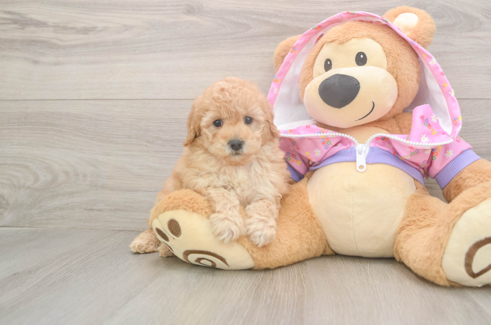 5 week old Poodle Puppy For Sale - Seaside Pups