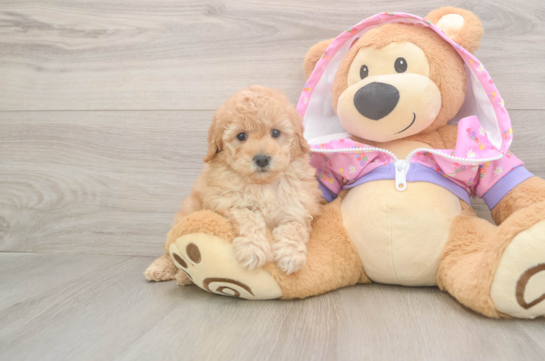 Poodle Puppy for Adoption