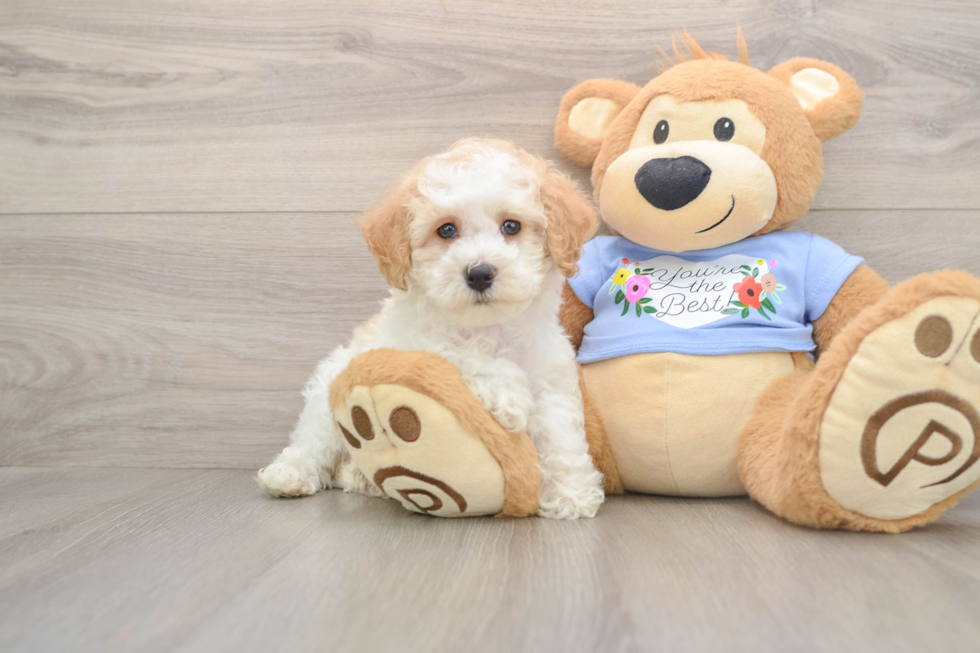 Poodle Pup Being Cute