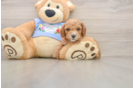 Hypoallergenic Poodle Purebred Pup