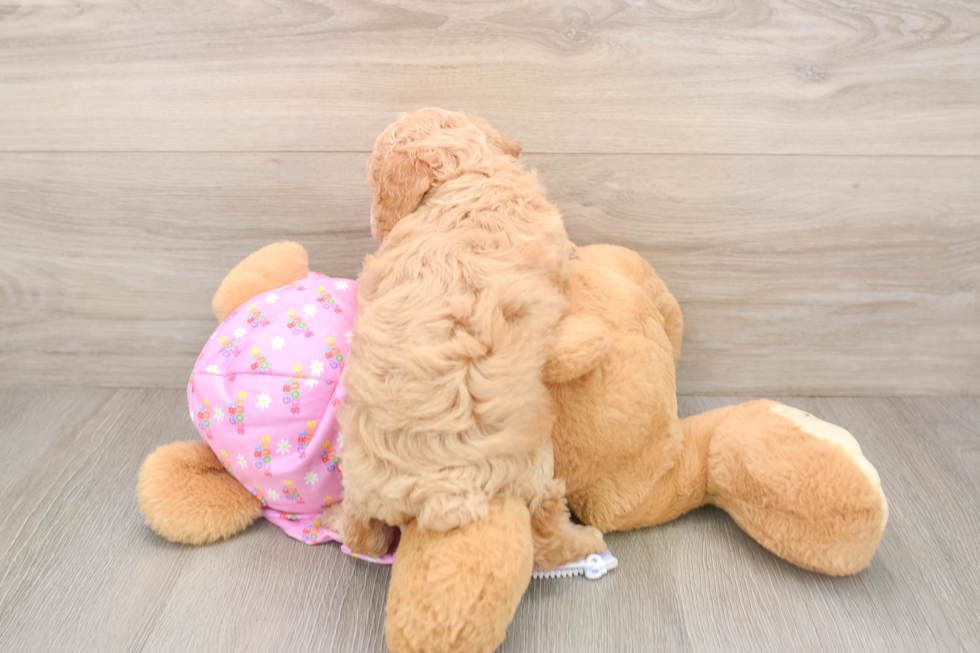 Little Poodle Baby