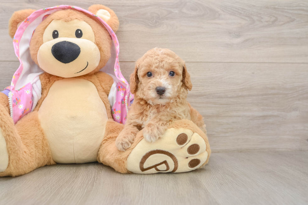 Best Poodle Baby