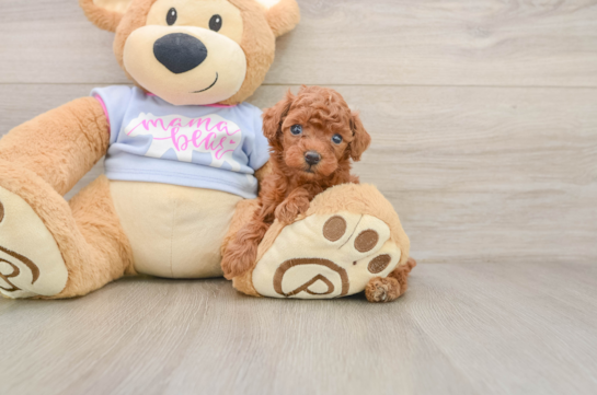 Poodle Puppy for Adoption