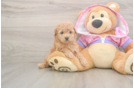 Poodle Puppy for Adoption