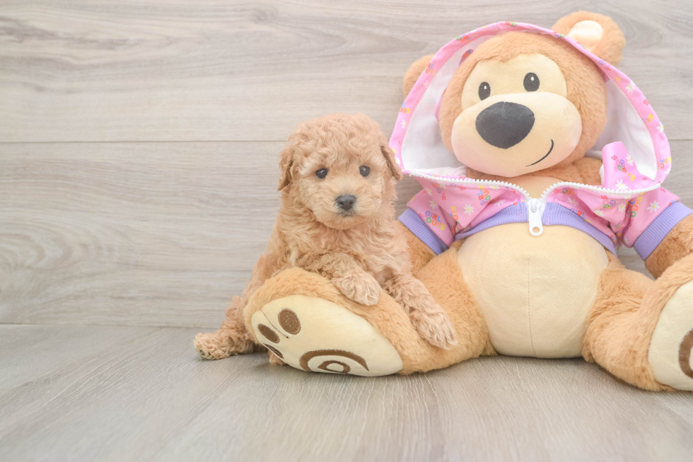 Poodle Puppy for Adoption