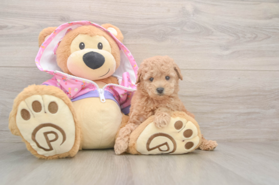 Poodle Puppy for Adoption