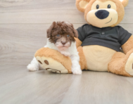 6 week old Poodle Puppy For Sale - Seaside Pups