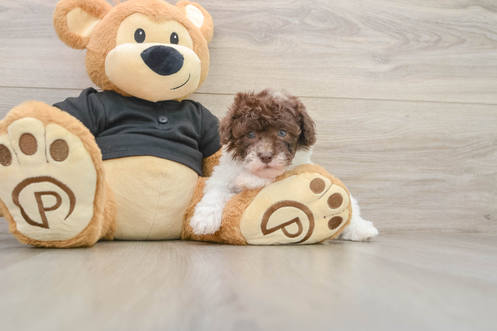 Poodle Puppy for Adoption