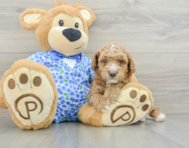 6 week old Poodle Puppy For Sale - Seaside Pups