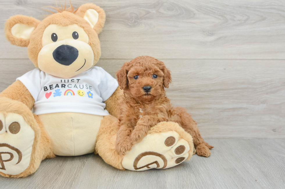 5 week old Poodle Puppy For Sale - Seaside Pups