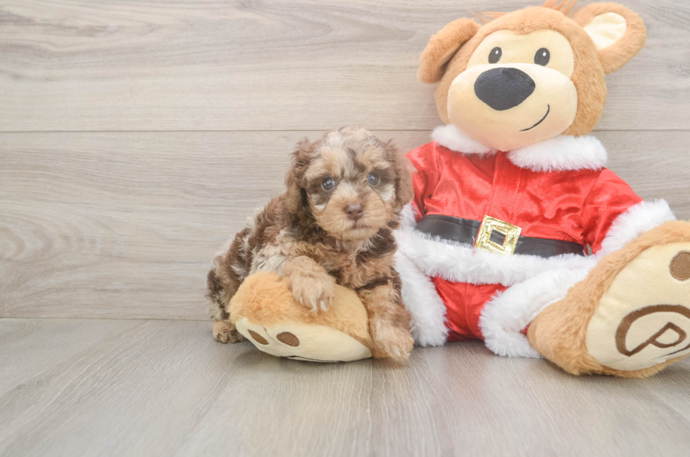 5 week old Poodle Puppy For Sale - Seaside Pups