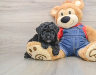 6 week old Poodle Puppy For Sale - Seaside Pups