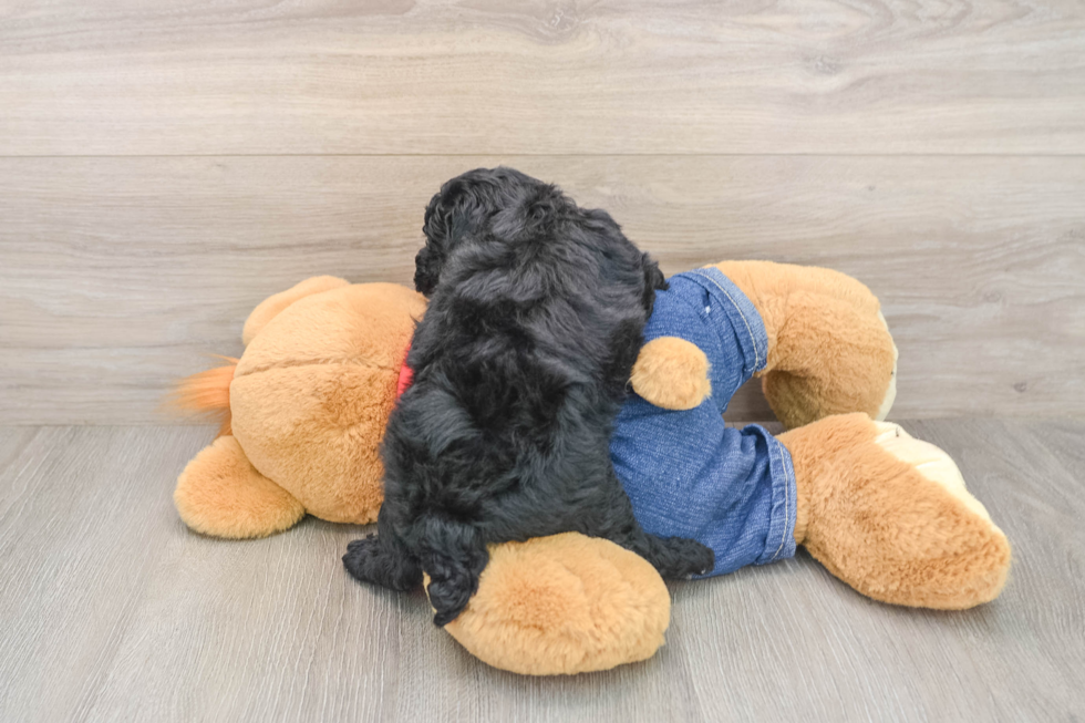 Poodle Pup Being Cute
