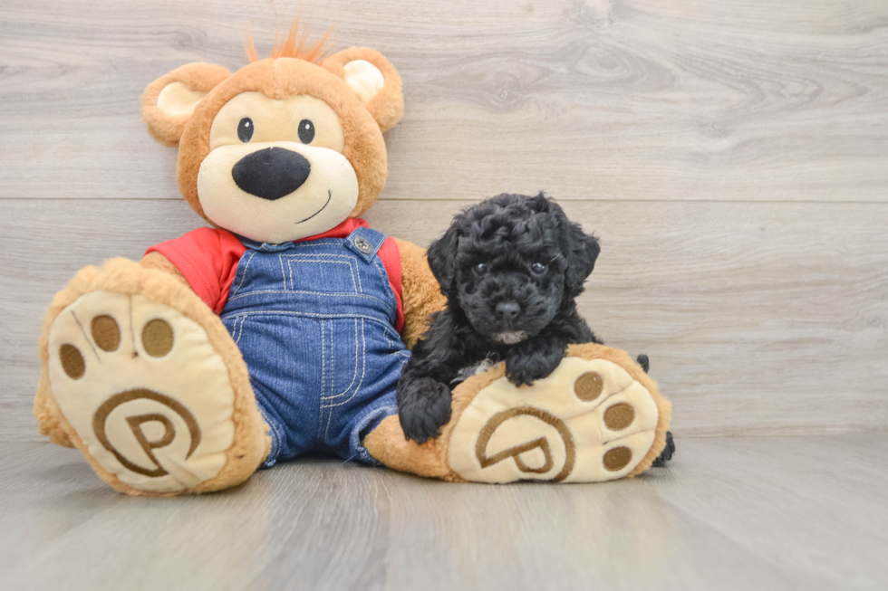 Poodle Puppy for Adoption