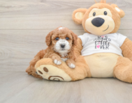 8 week old Poodle Puppy For Sale - Seaside Pups