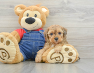 9 week old Poodle Puppy For Sale - Seaside Pups
