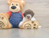 6 week old Poodle Puppy For Sale - Seaside Pups