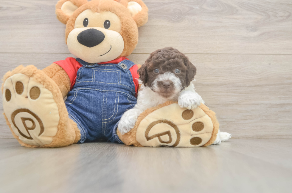 5 week old Poodle Puppy For Sale - Seaside Pups