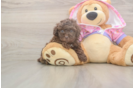 Fluffy Pudle Purebred Puppy
