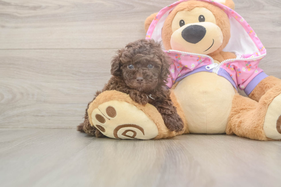 Fluffy Pudle Purebred Puppy
