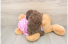 Best Poodle Baby