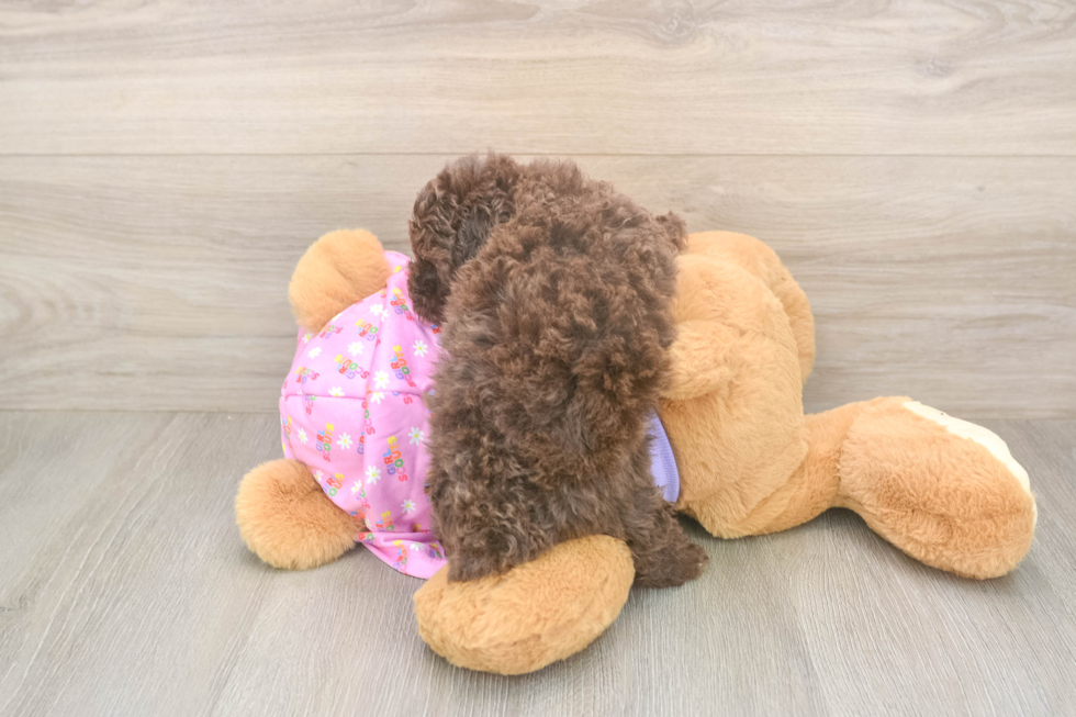 Best Poodle Baby