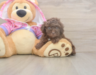 7 week old Poodle Puppy For Sale - Seaside Pups