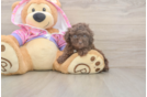 Best Poodle Baby