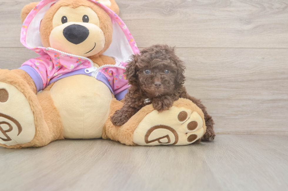 5 week old Poodle Puppy For Sale - Seaside Pups