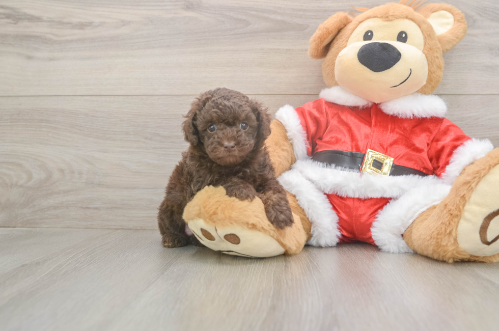 5 week old Poodle Puppy For Sale - Seaside Pups