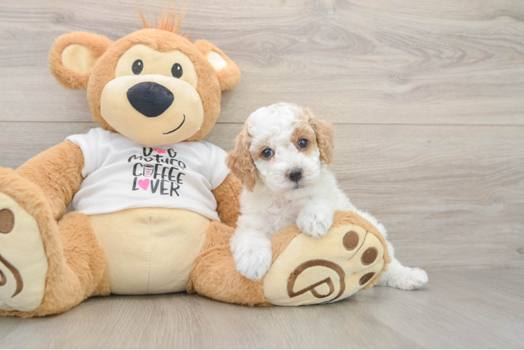 Funny Poodle Baby