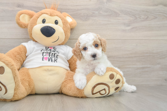 Funny Poodle Baby