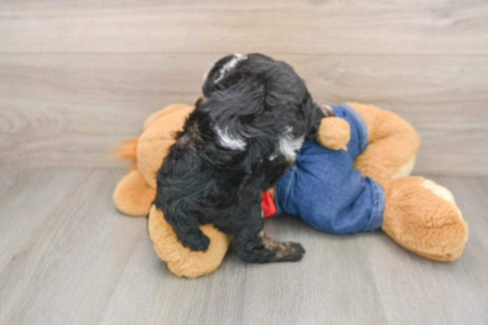 Poodle Puppy for Adoption