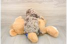 Akc Registered Poodle Baby