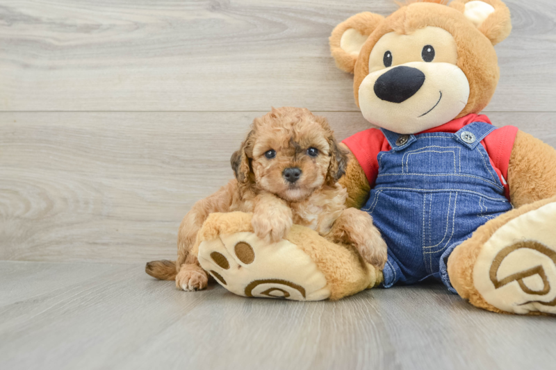Meet Jagger - our Poodle Puppy Photo 1/3 - Seaside Pups